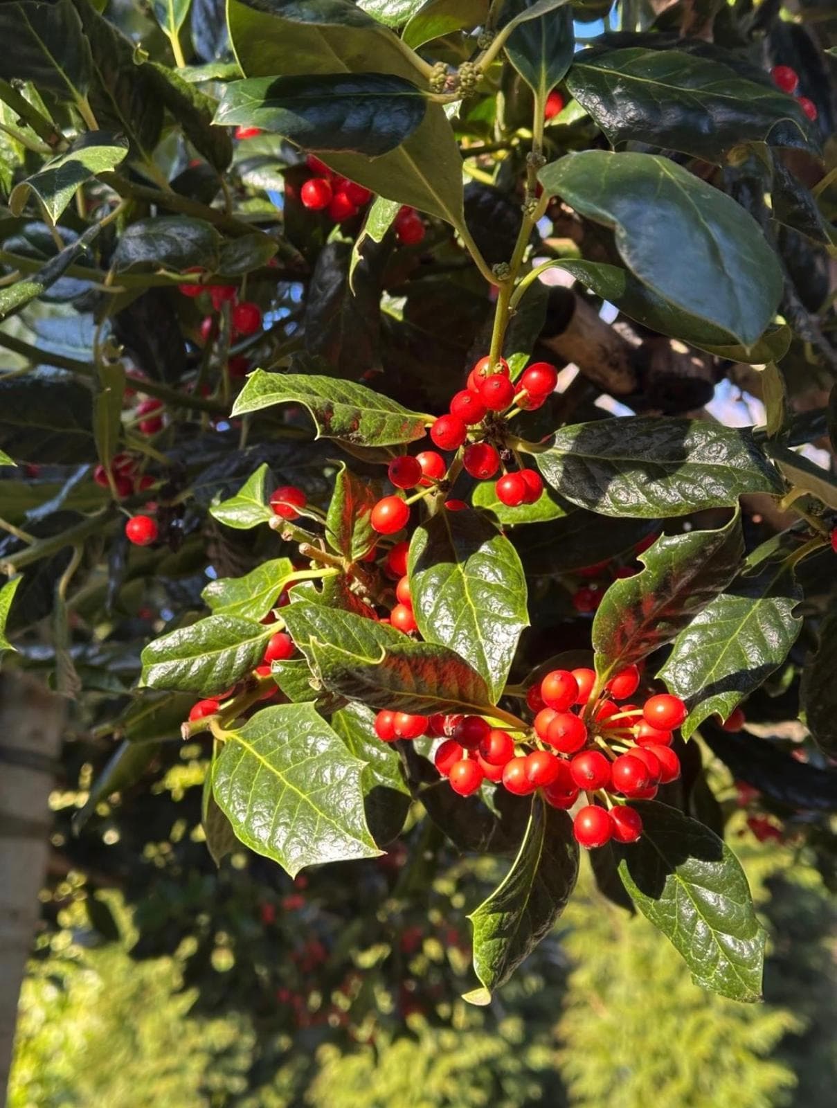 Pleached Holly