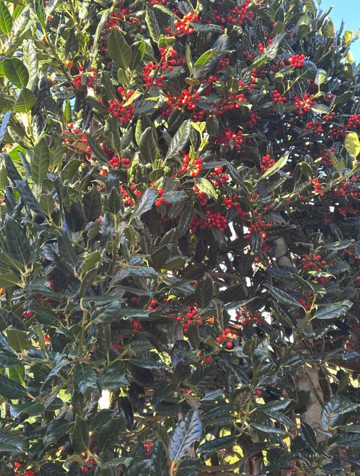 Pleached Holly