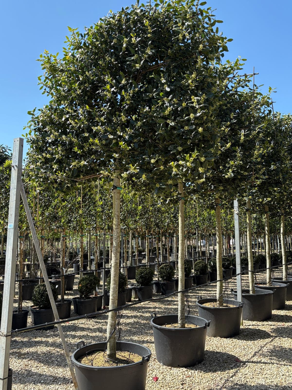 Evergreen pleached trees at nursery