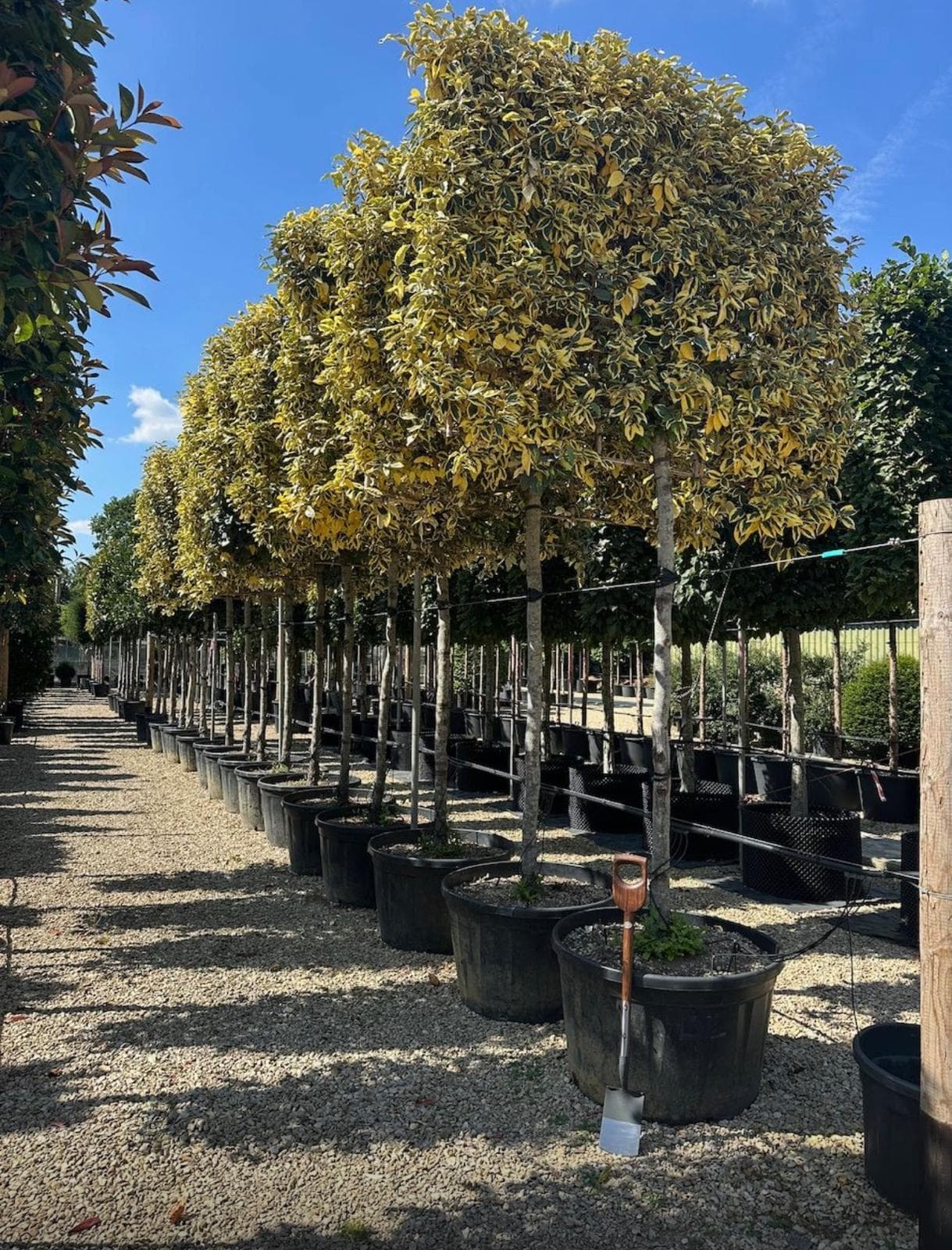 Pleached Elaeagnus - Image 2