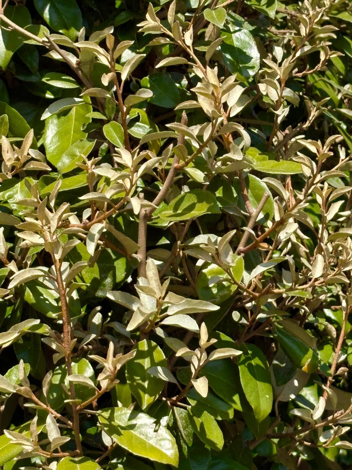 Elaeagnus ebbingei foliage showing green upper leaves with silvery undersides