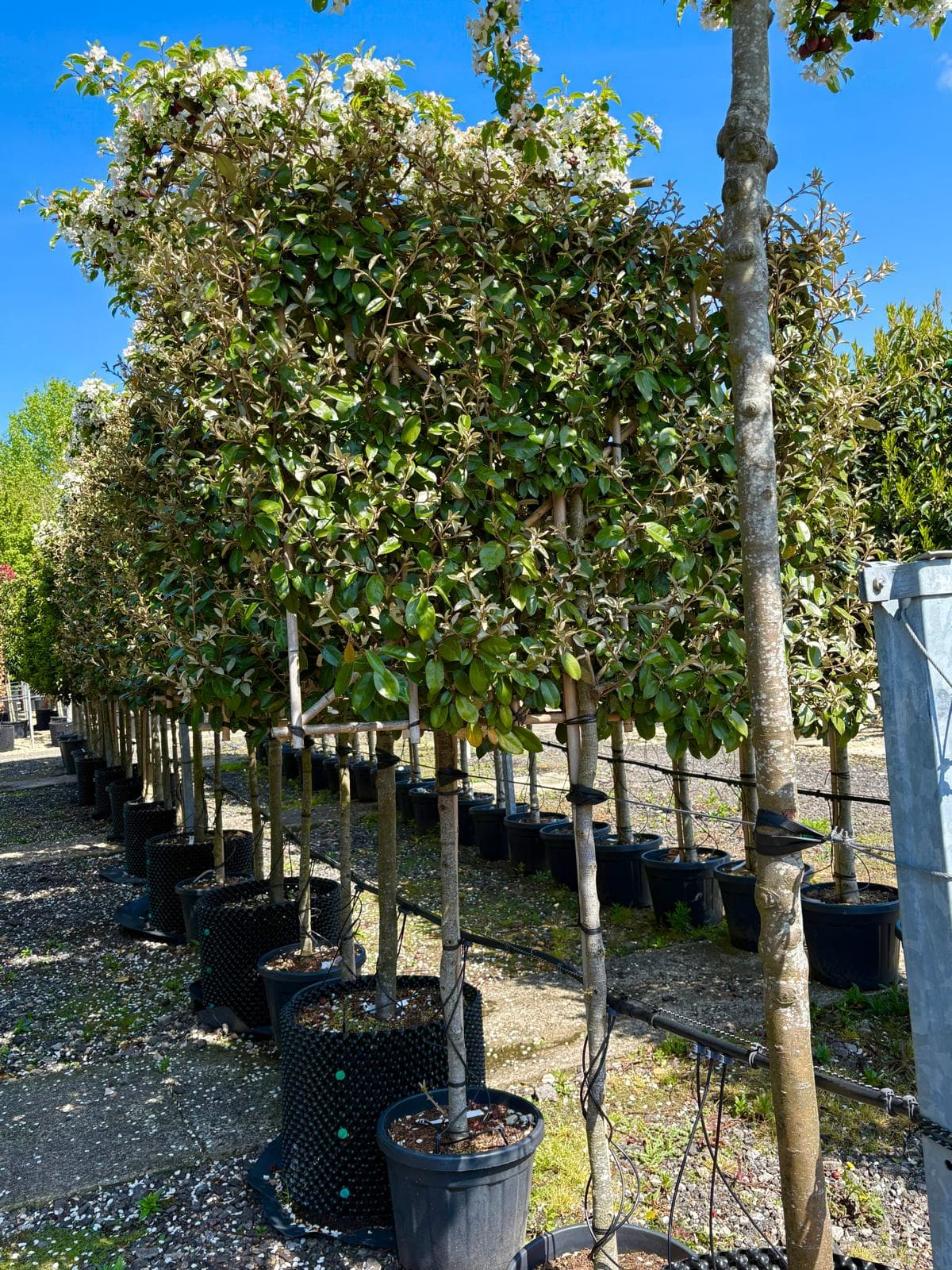 Row of Pleached Elaeagnus ebbingei showing dense evergreen canopy