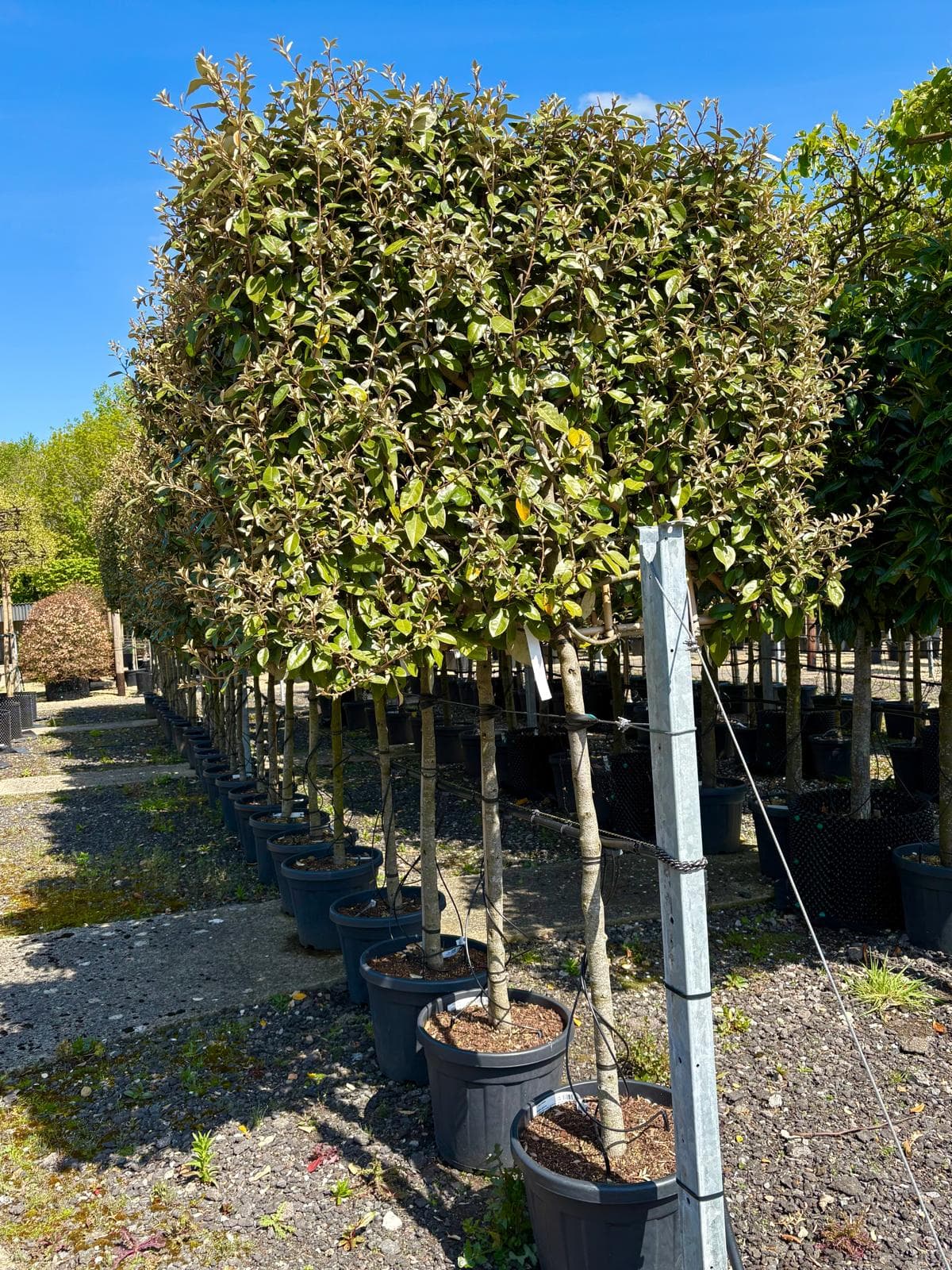 Single Pleached Elaeagnus ebbingei specimen with measuring post at nursery