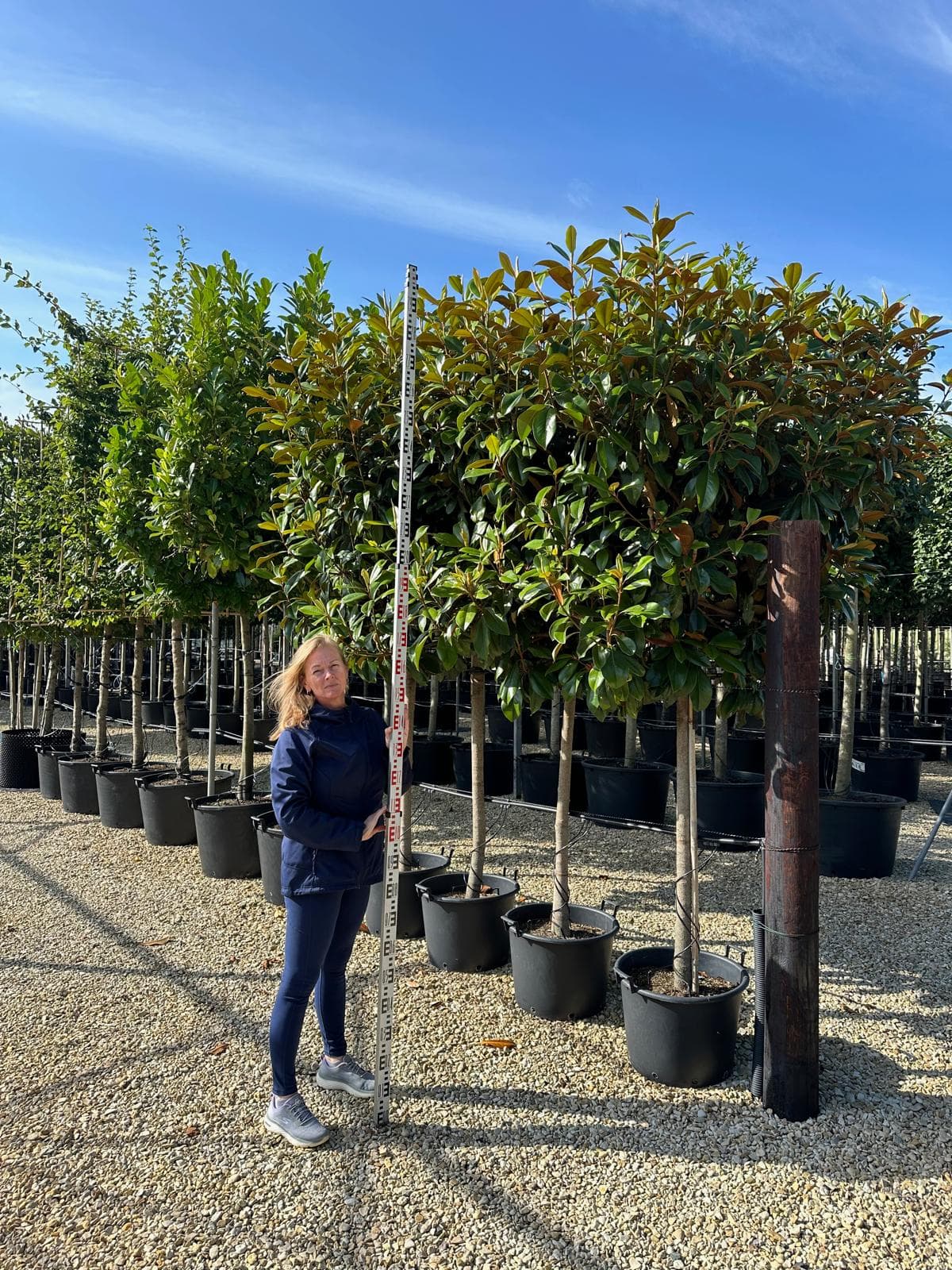 Pleached Magnolia grandiflora