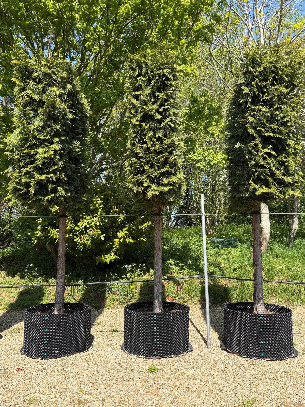 Pleached Western Red Cedar
