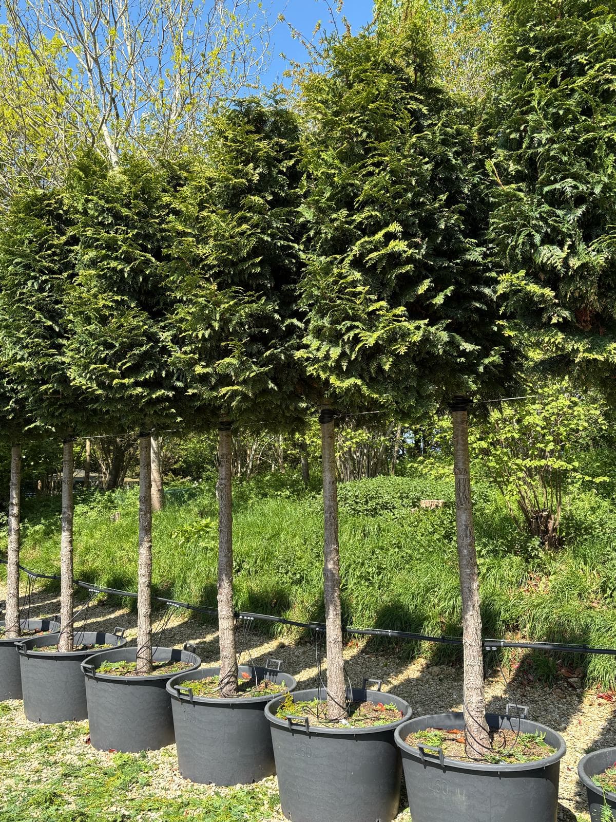 Pleached Thuja plicata Gelderland specimens with rich green aromatic foliage