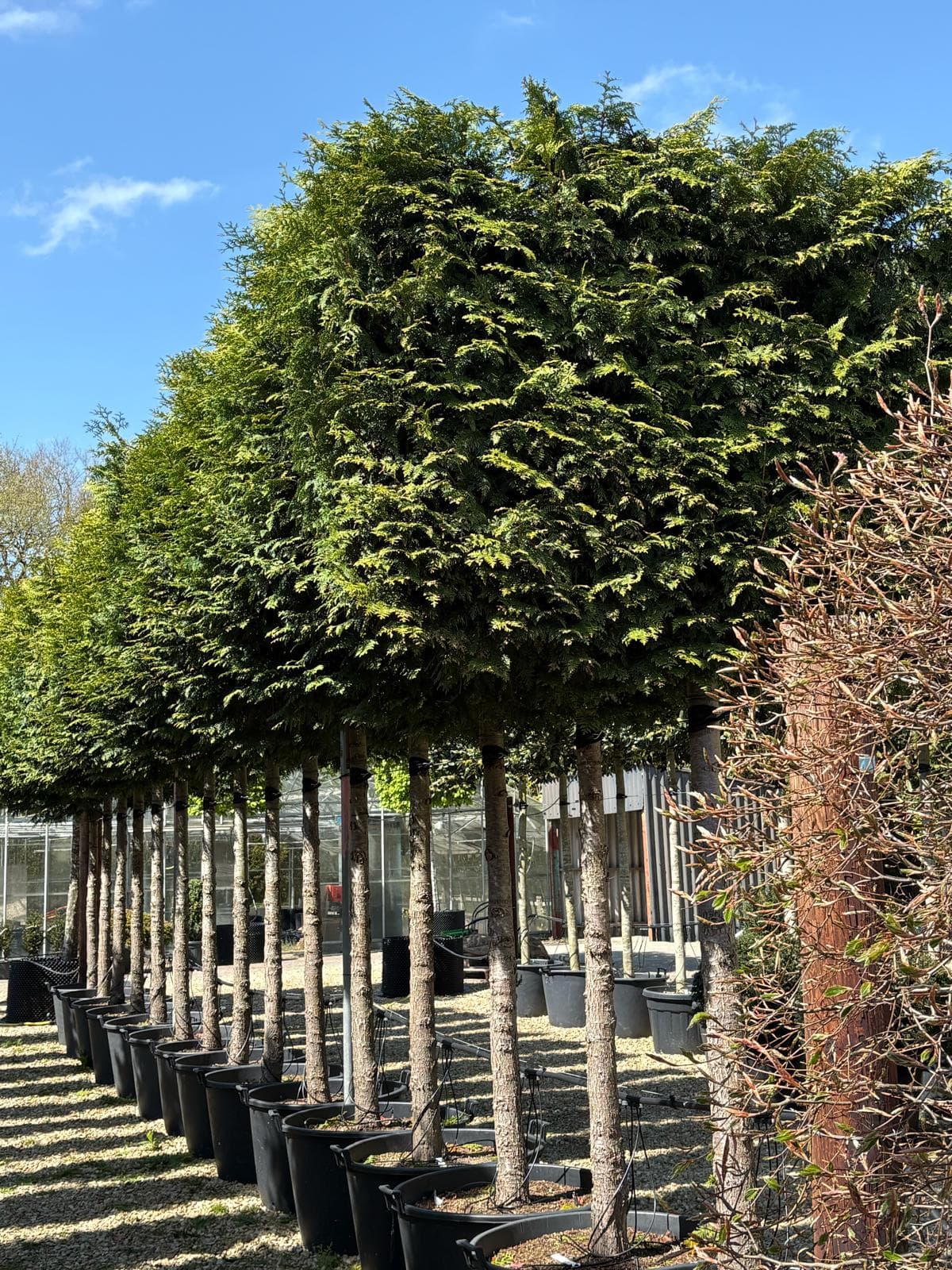 Pleached Thuja plicata Gelderland row showing dense foliage and clear stems