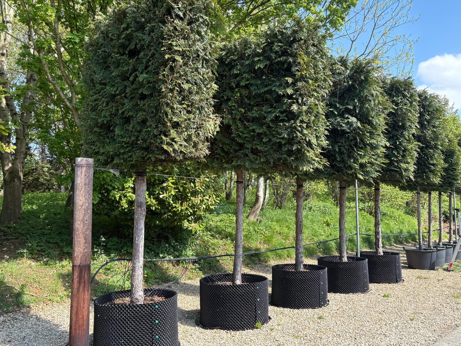 Row of newly planted pleached trees