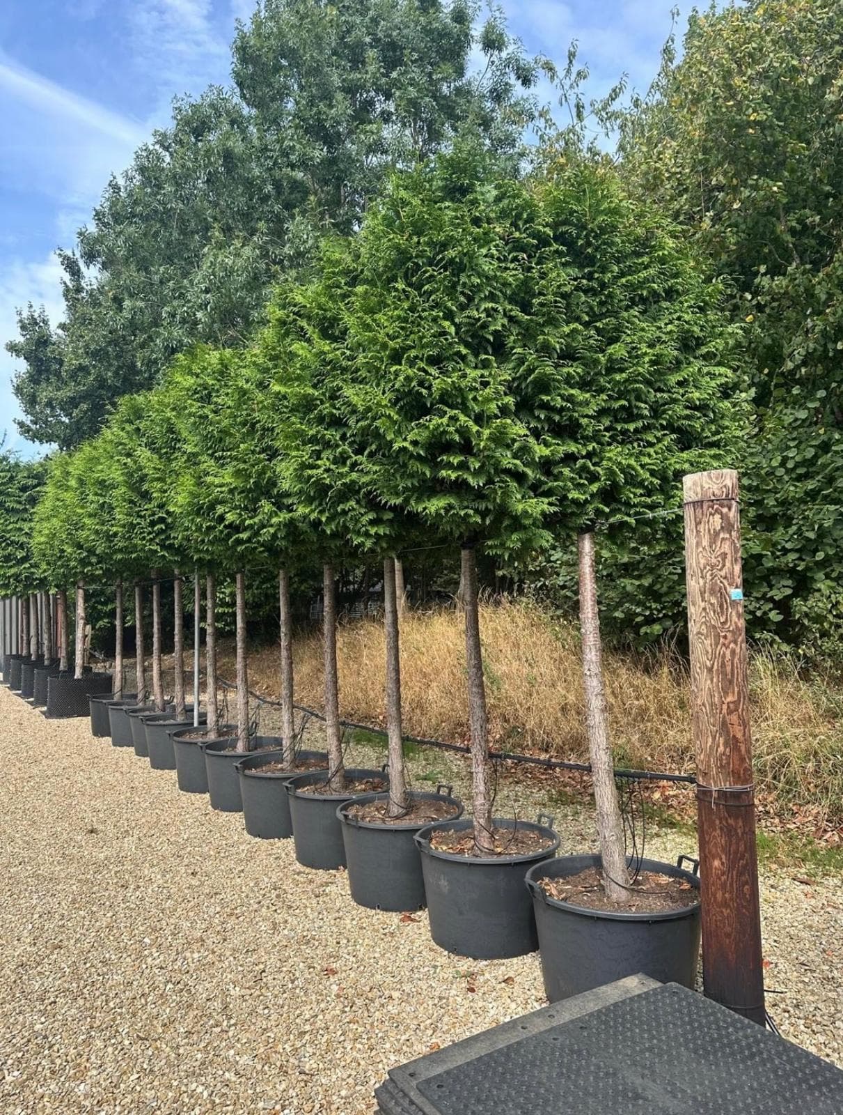 Long row of Pleached Thuja plicata containerised at nursery