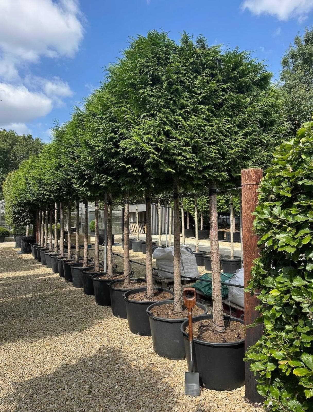 Pleached Western Red Cedar showing dense aromatic scale-like foliage