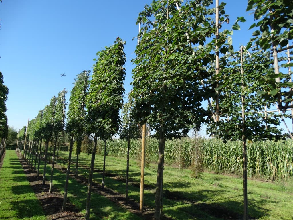 Pleached Mongolian Lime (Tilia mongolica 'Buda'), 16-18cm girth
