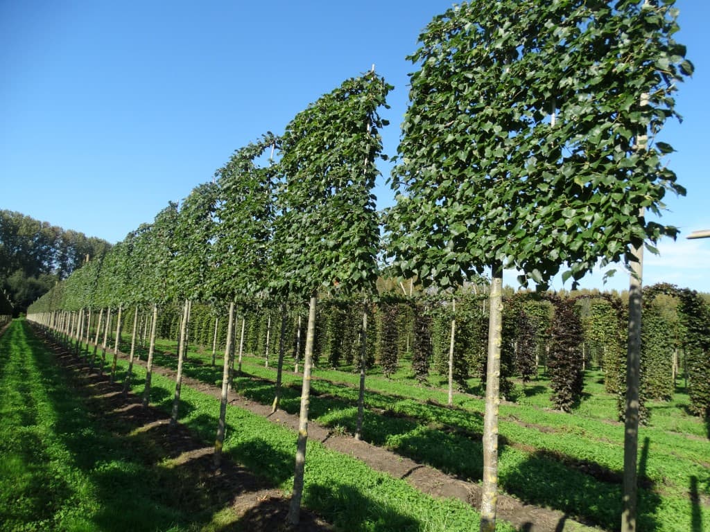 Pleached Mongolian Lime (Tilia mongolica 'Buda'), 18-20cm girth