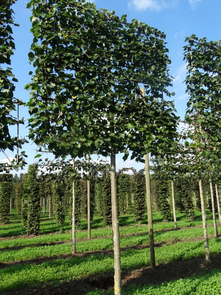 Pleached Mongolian Lime (Tilia mongolica 'Buda'), 20-25cm girth
