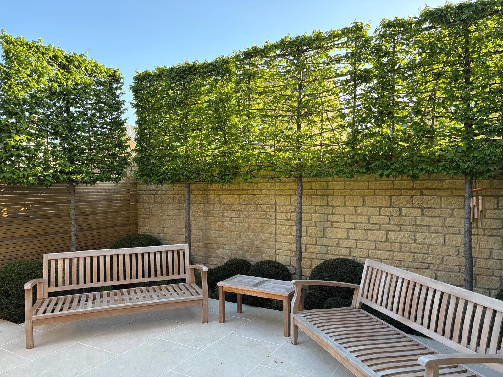 Pleached Hornbeam