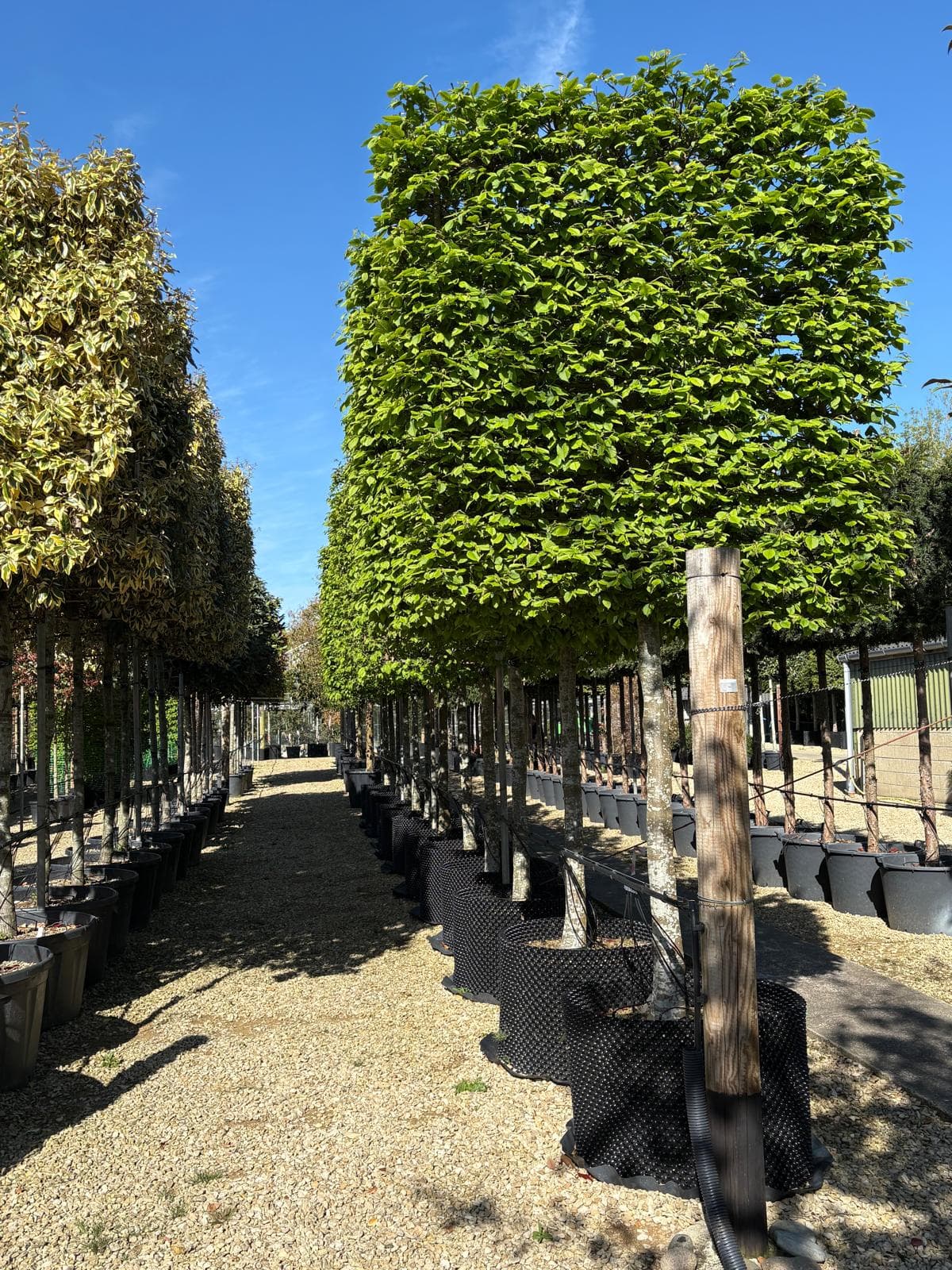 Pleached Hornbeam