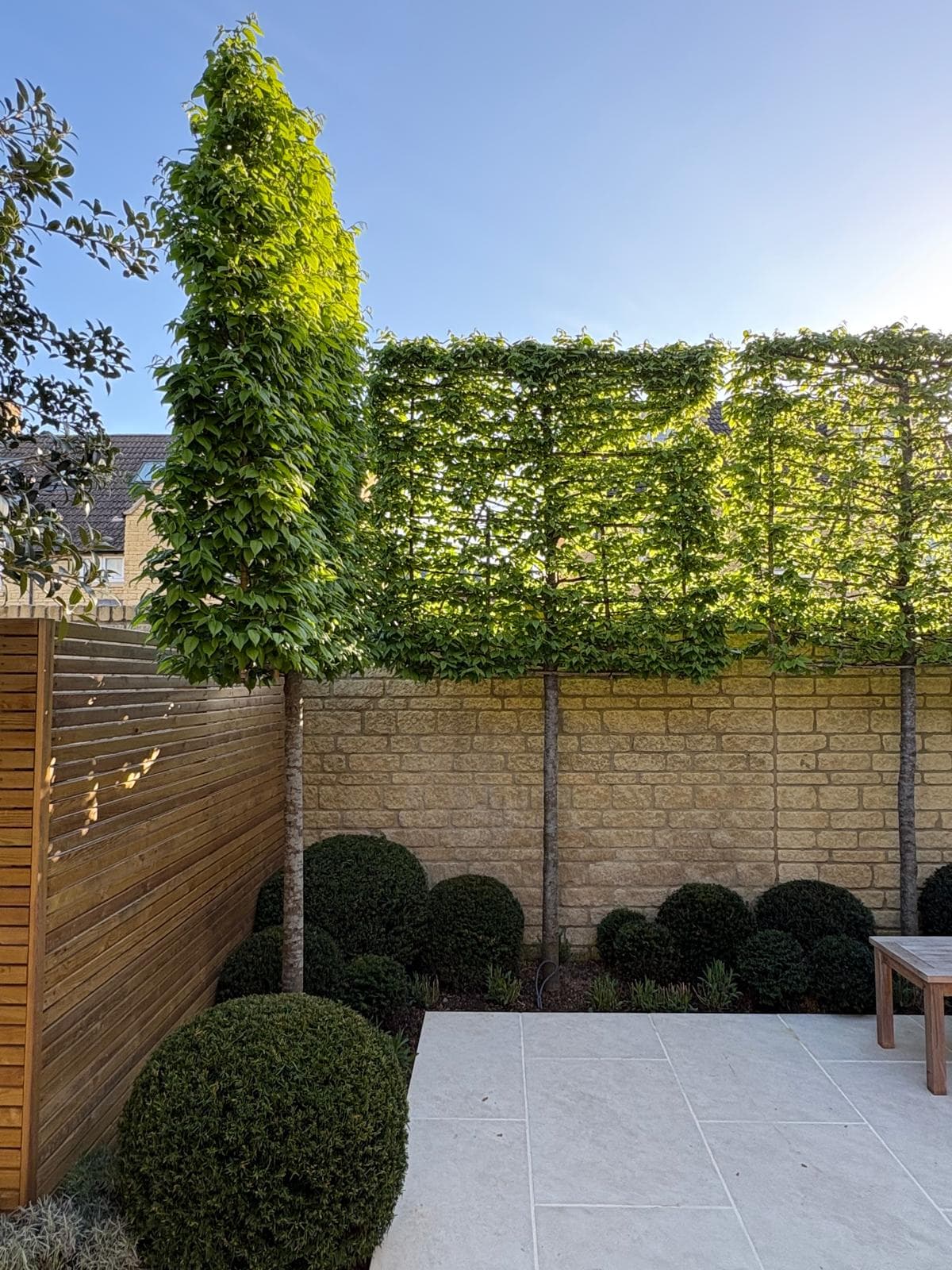 Freshly pleached tree with premade bamboo frames ready for the next tree