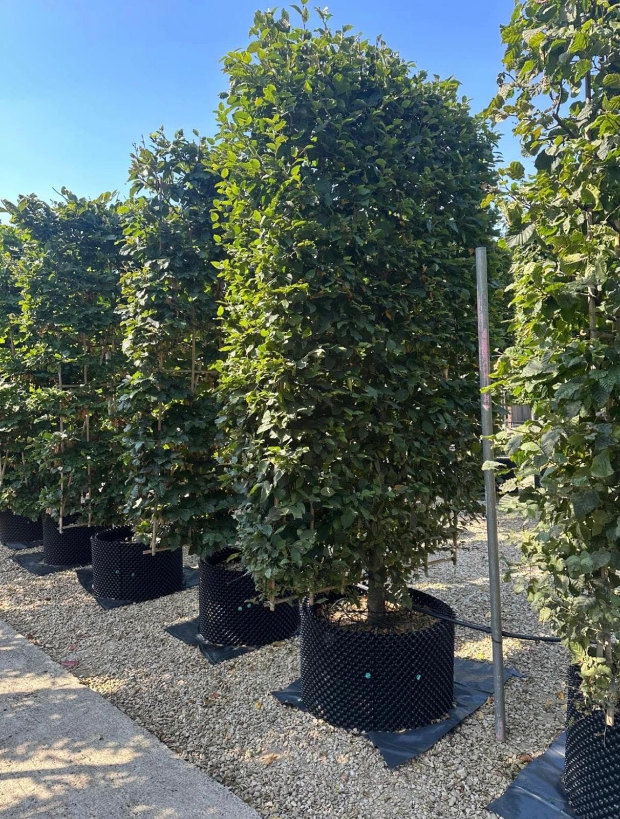 Pleached Hornbeam - Image 4