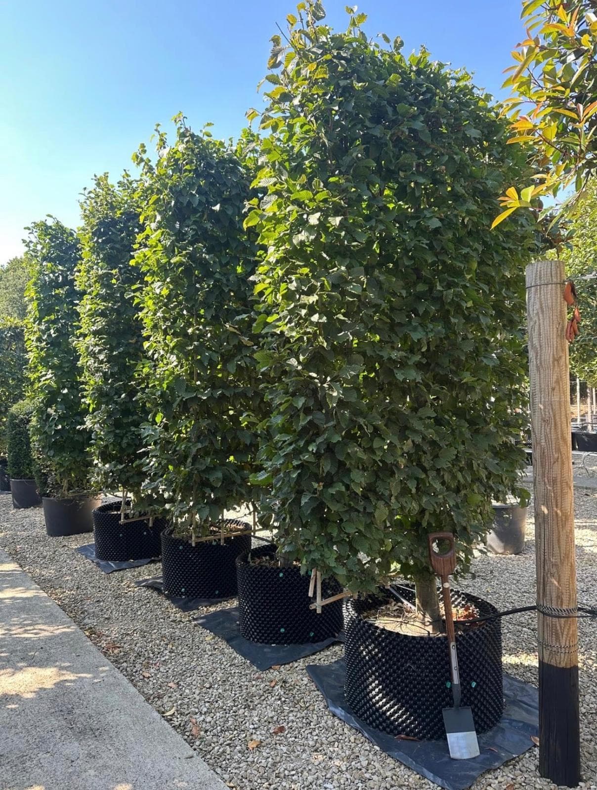 Mature pleached trees showing frame dimensions