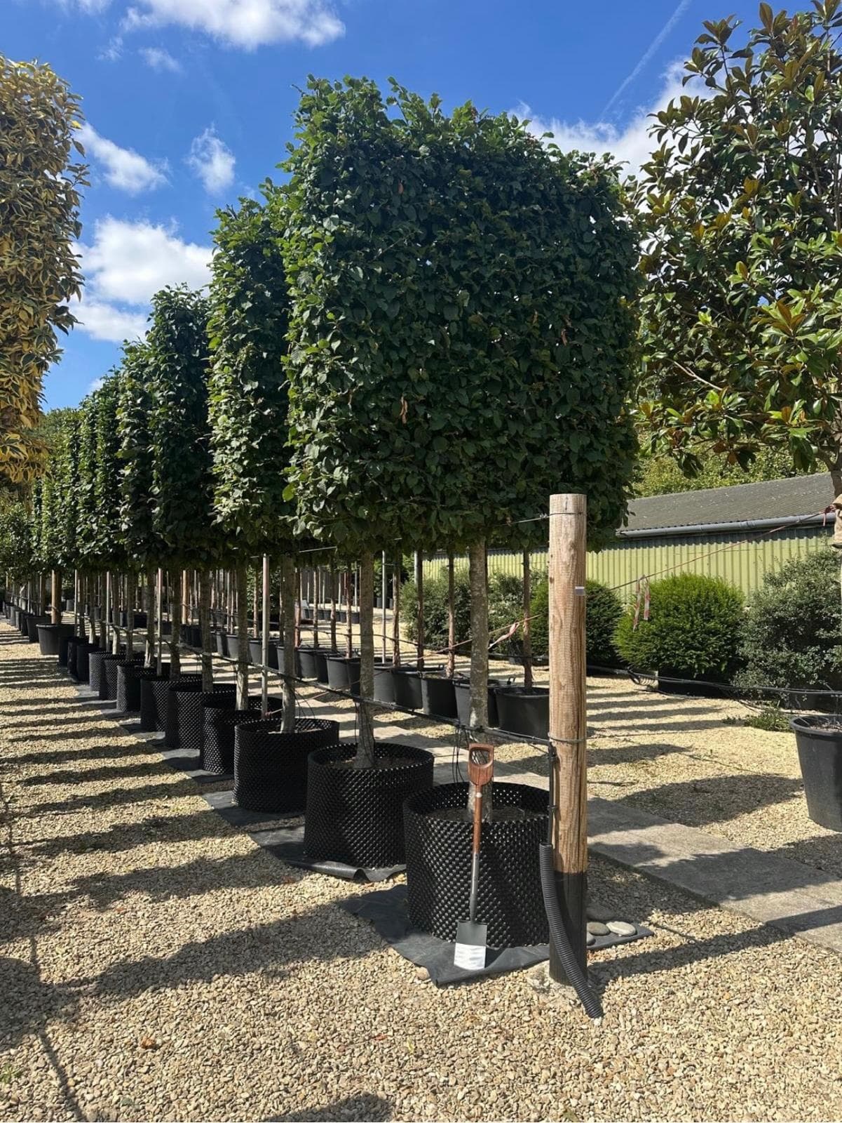 Pleached Hornbeam - Image 6