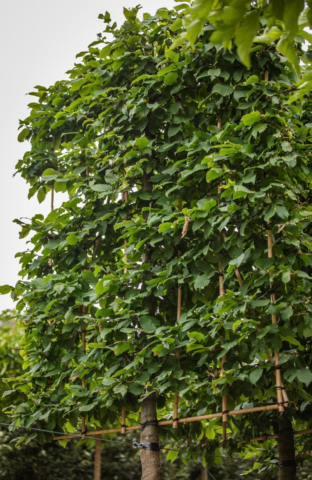 Pleached Hornbeam - Image 9
