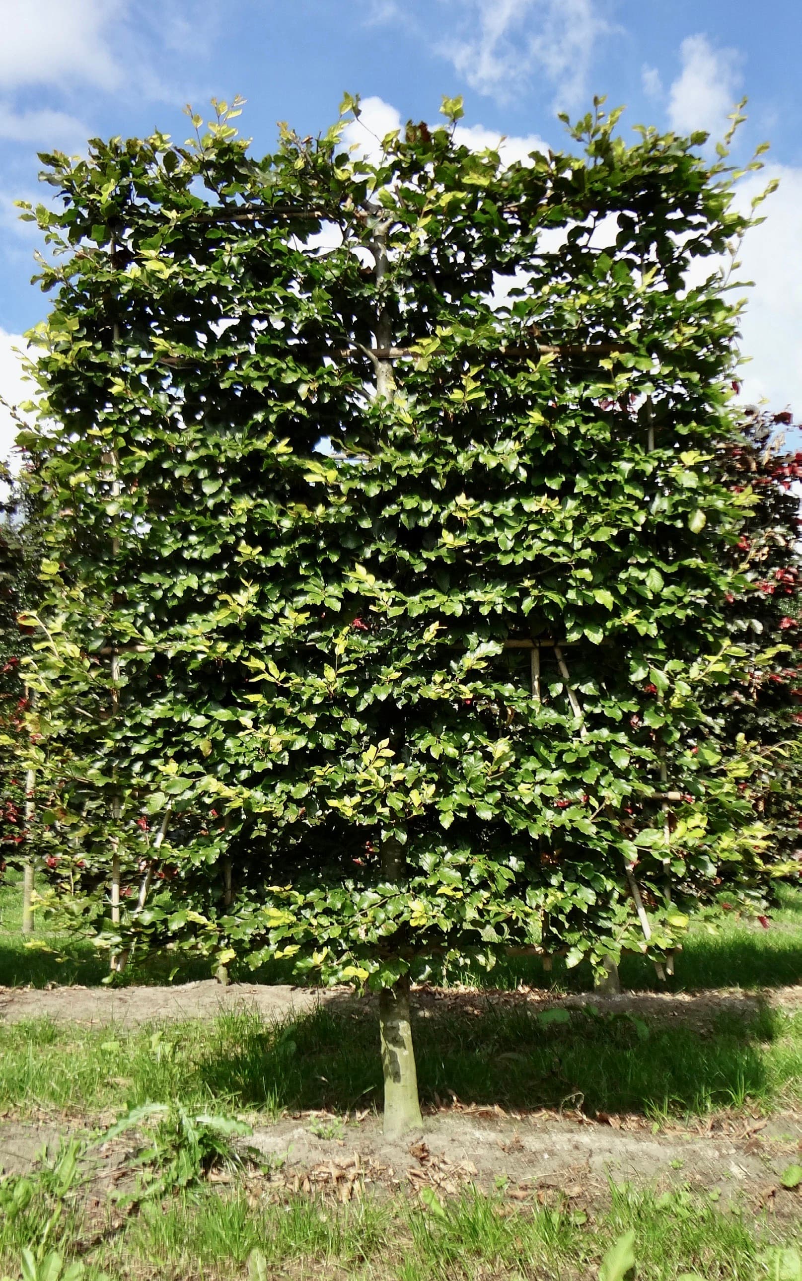 Pleached Beech