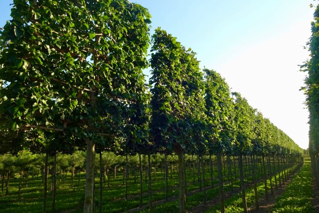 Pleached Beech