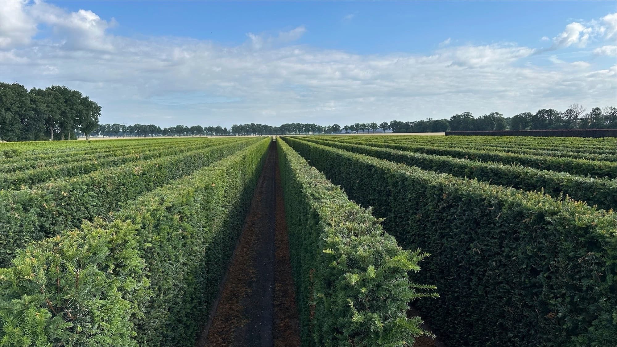 Mature Hedging