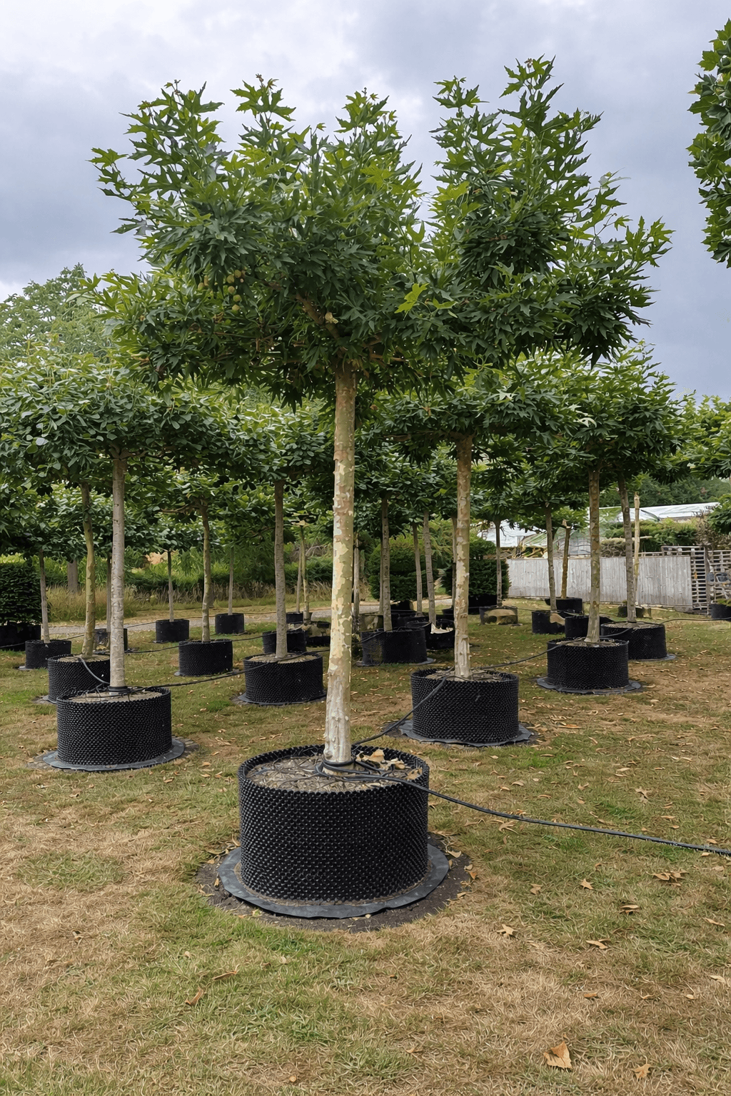 Platanus orientalis ‘Minaret’ parasol tree