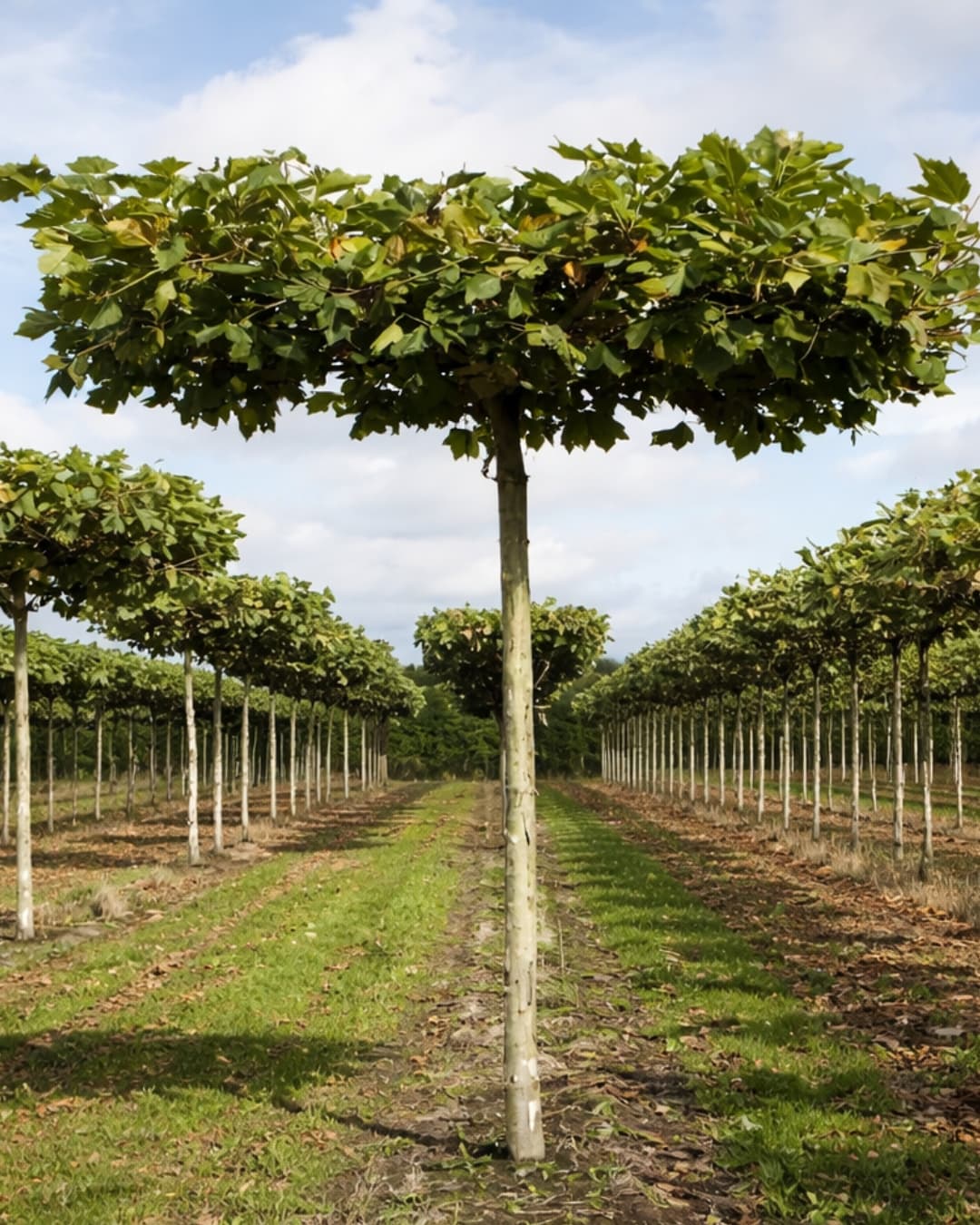 Platanus x hispanica Malburg parasol tree