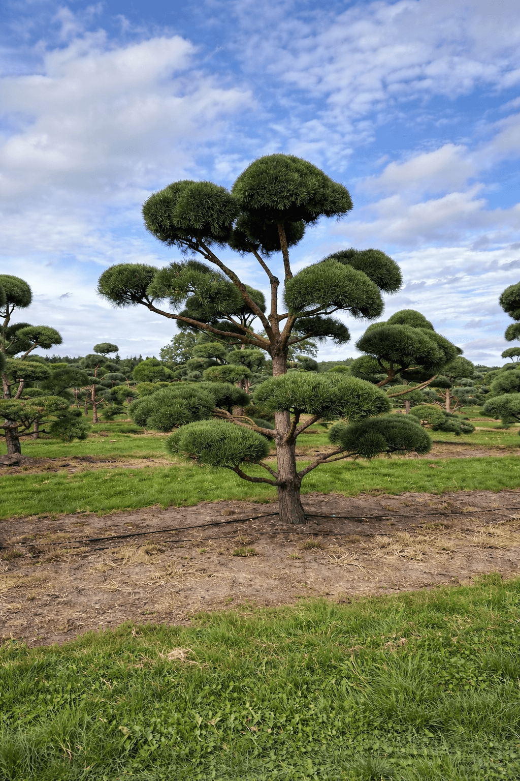 Cloud tree portrait specimen