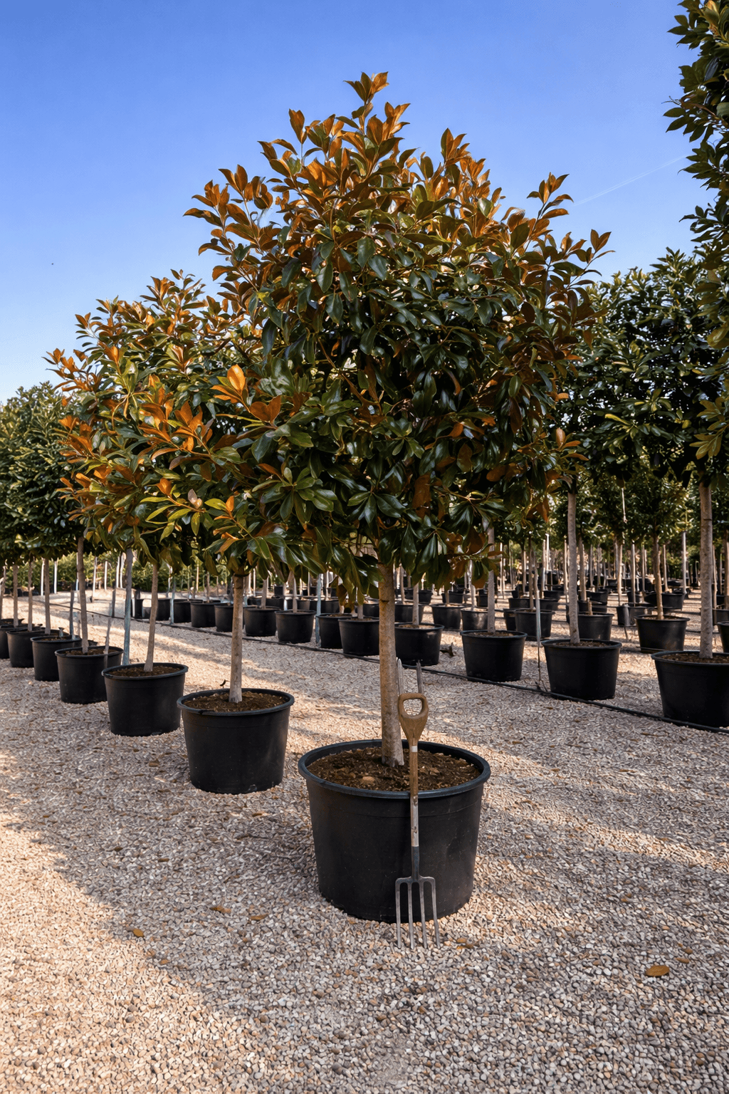 Pleached Magnolia grandiflora