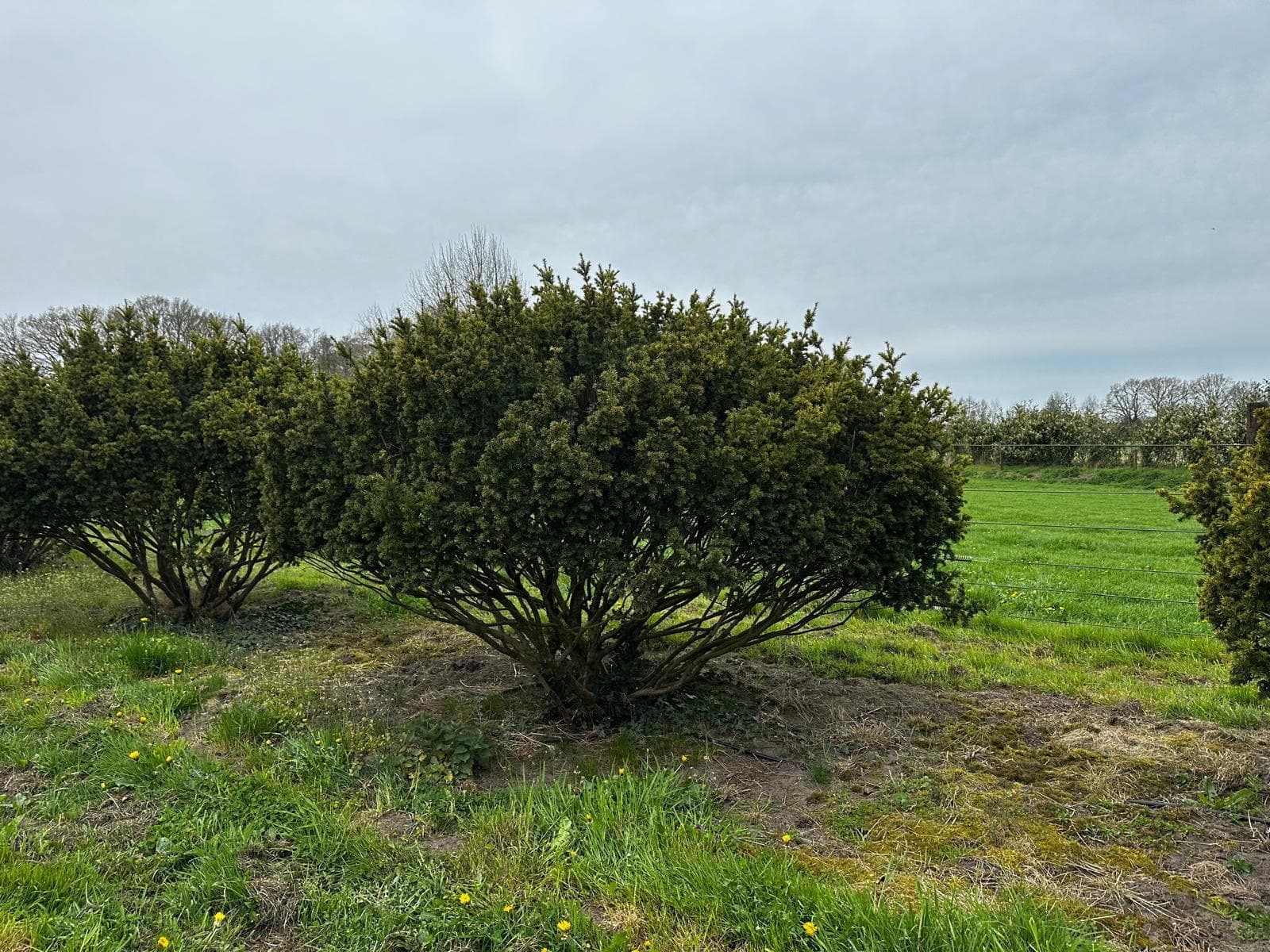 Multi-stem tree specimen