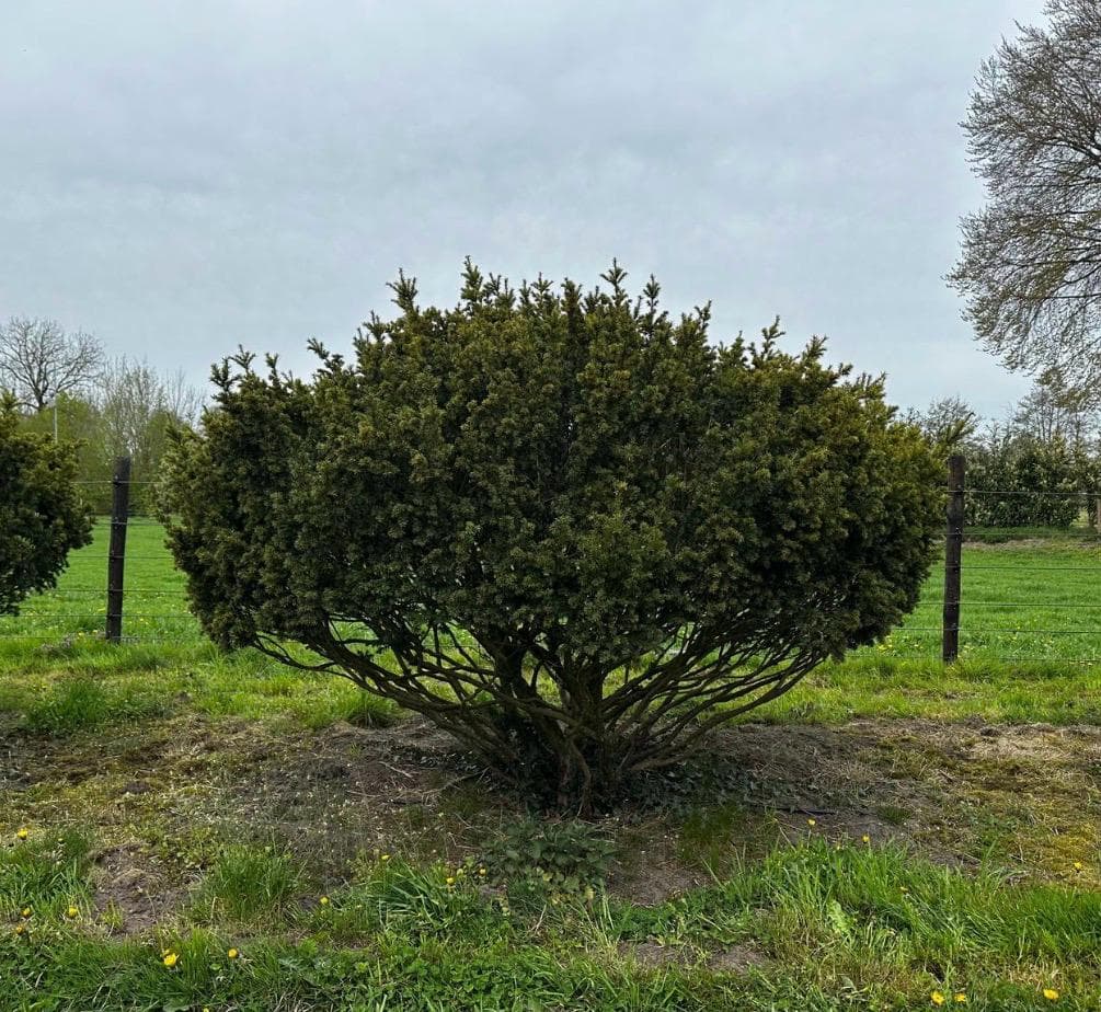 Multi-stem tree specimen
