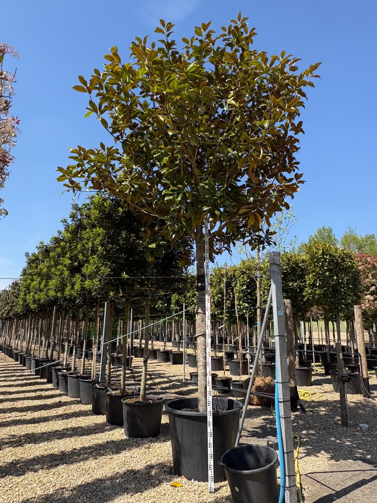 Specimen tree portrait at Hedgeworx nursery with measure