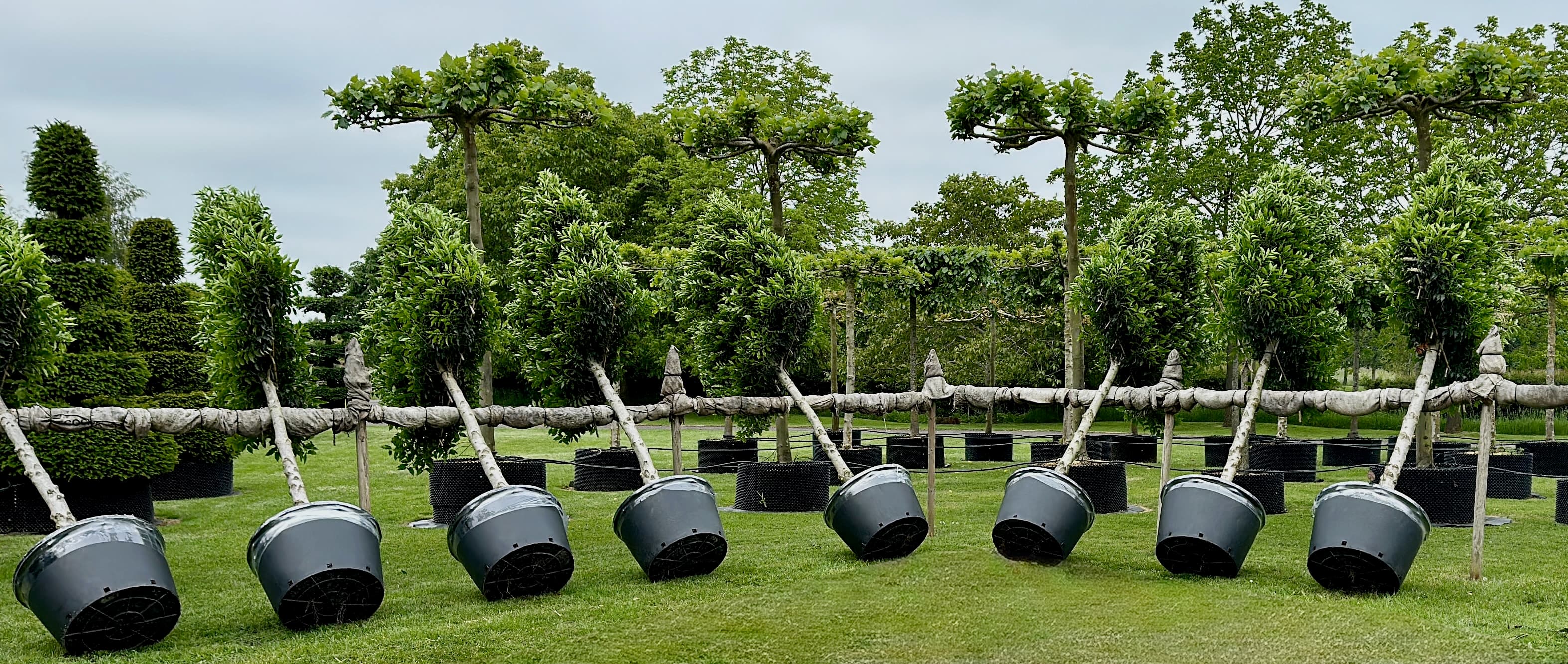 Pleached trees in a formal garden setting