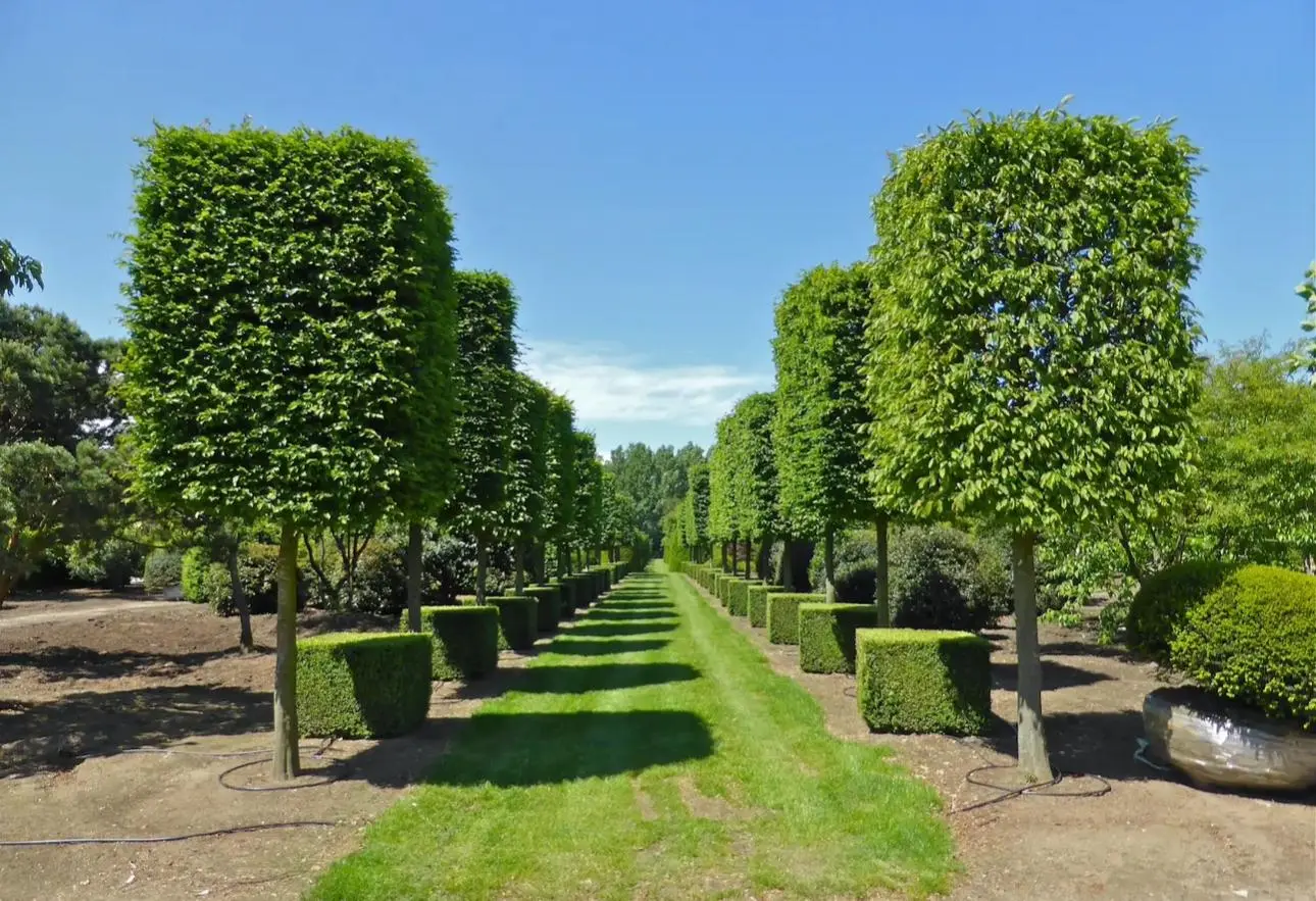 Box Head Trees