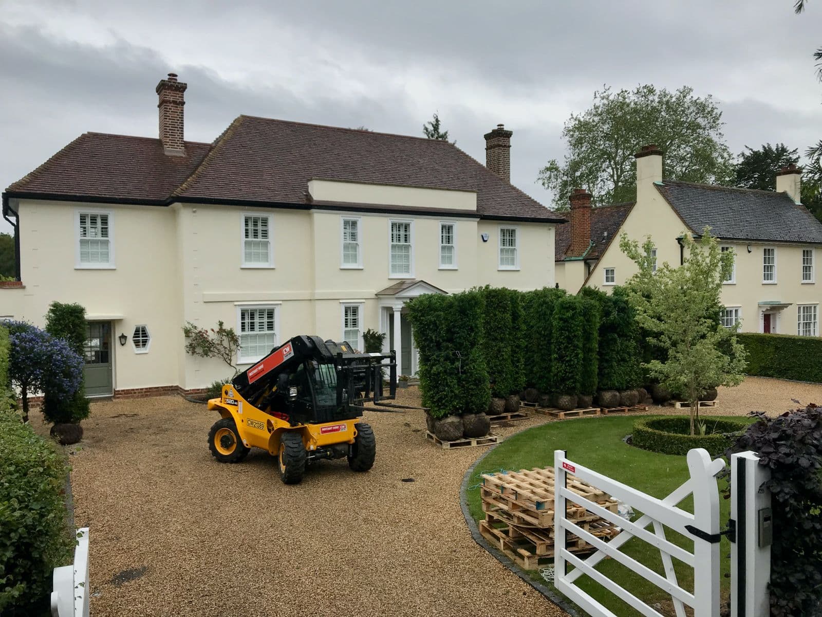 Mature hedging at Hedgeworx nursery