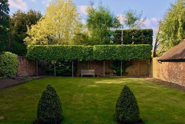 Completed pleached tree planting as nature intended
