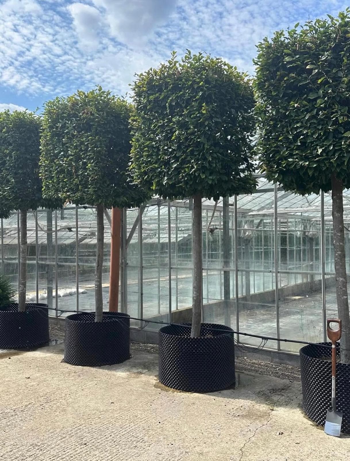 Box head Beech trees in a row by greenhouse