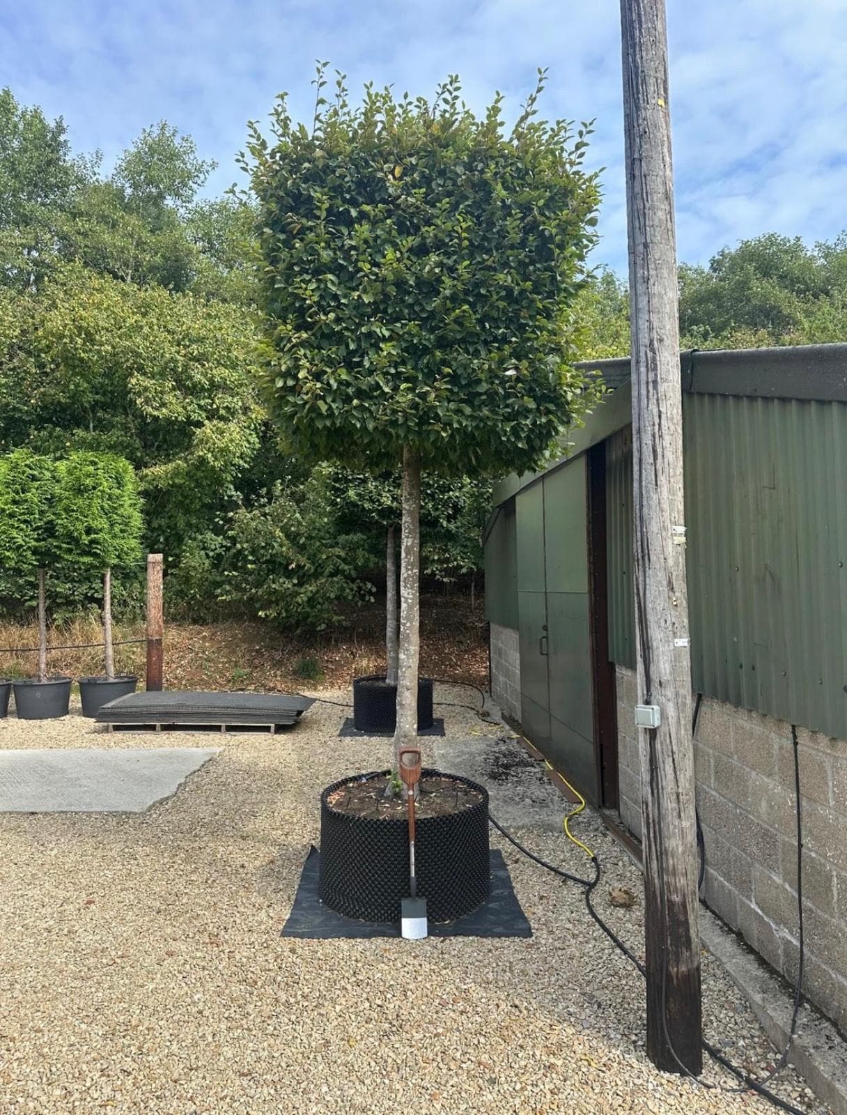 Single box head Beech tree by shed