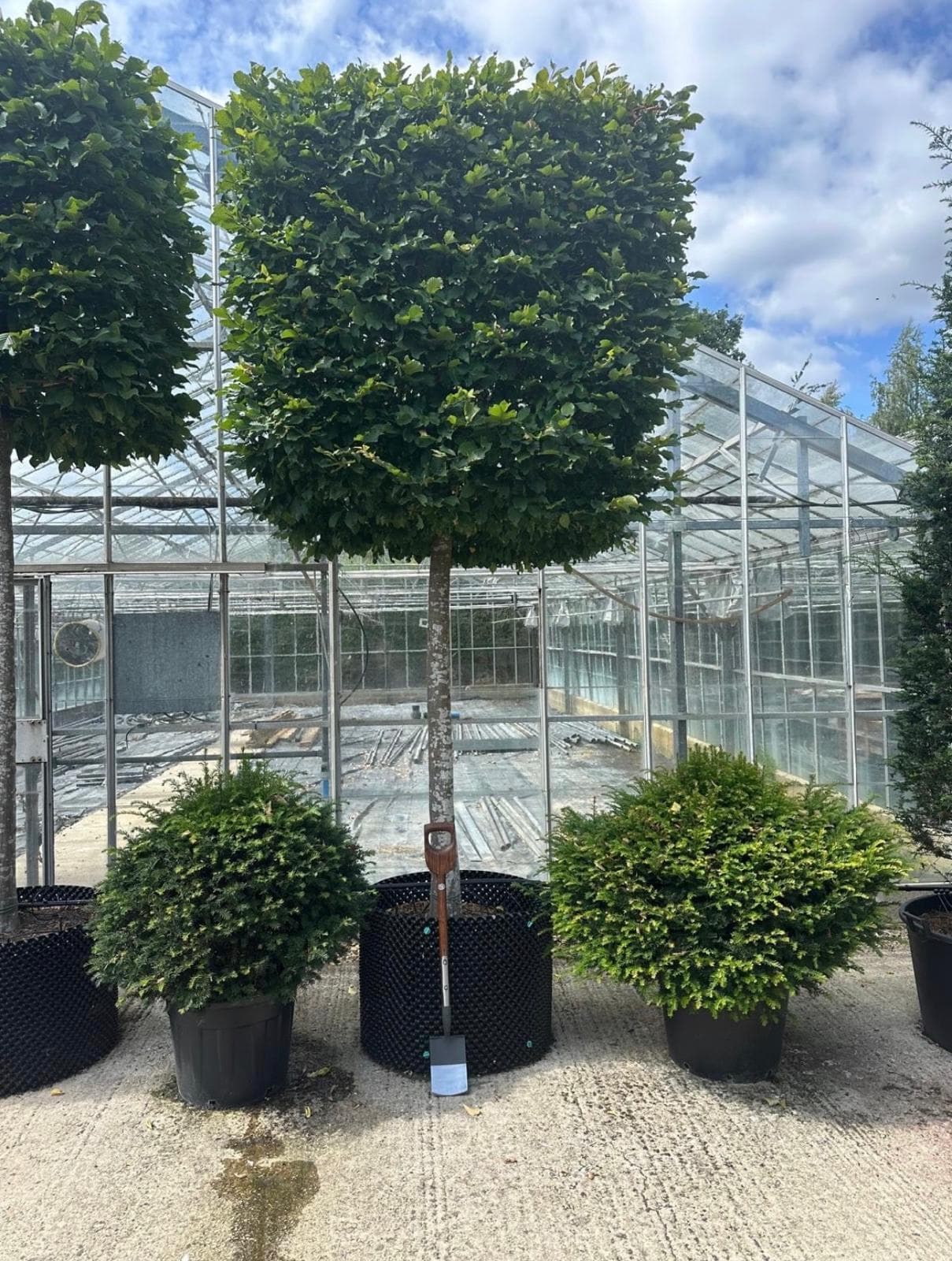 Single box head Beech tree with box balls