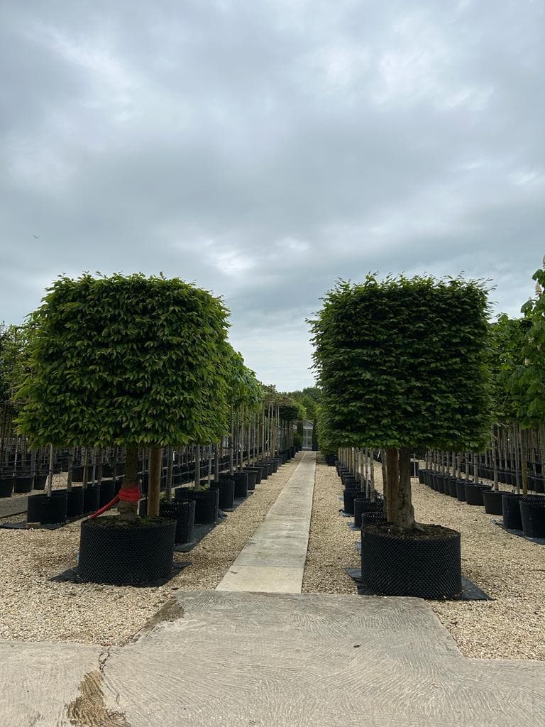 Pair of box head Hornbeam trees down nursery aisle