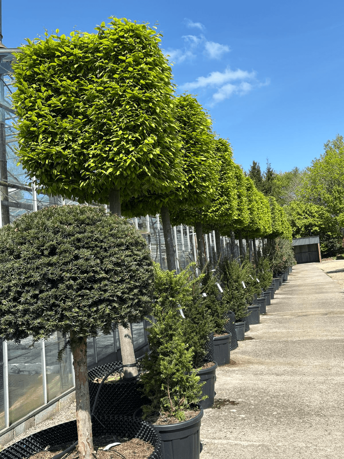 Box head Hornbeam row at nursery with Yew topiary in foreground