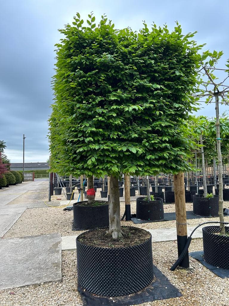 Single box head Hornbeam tree - close view