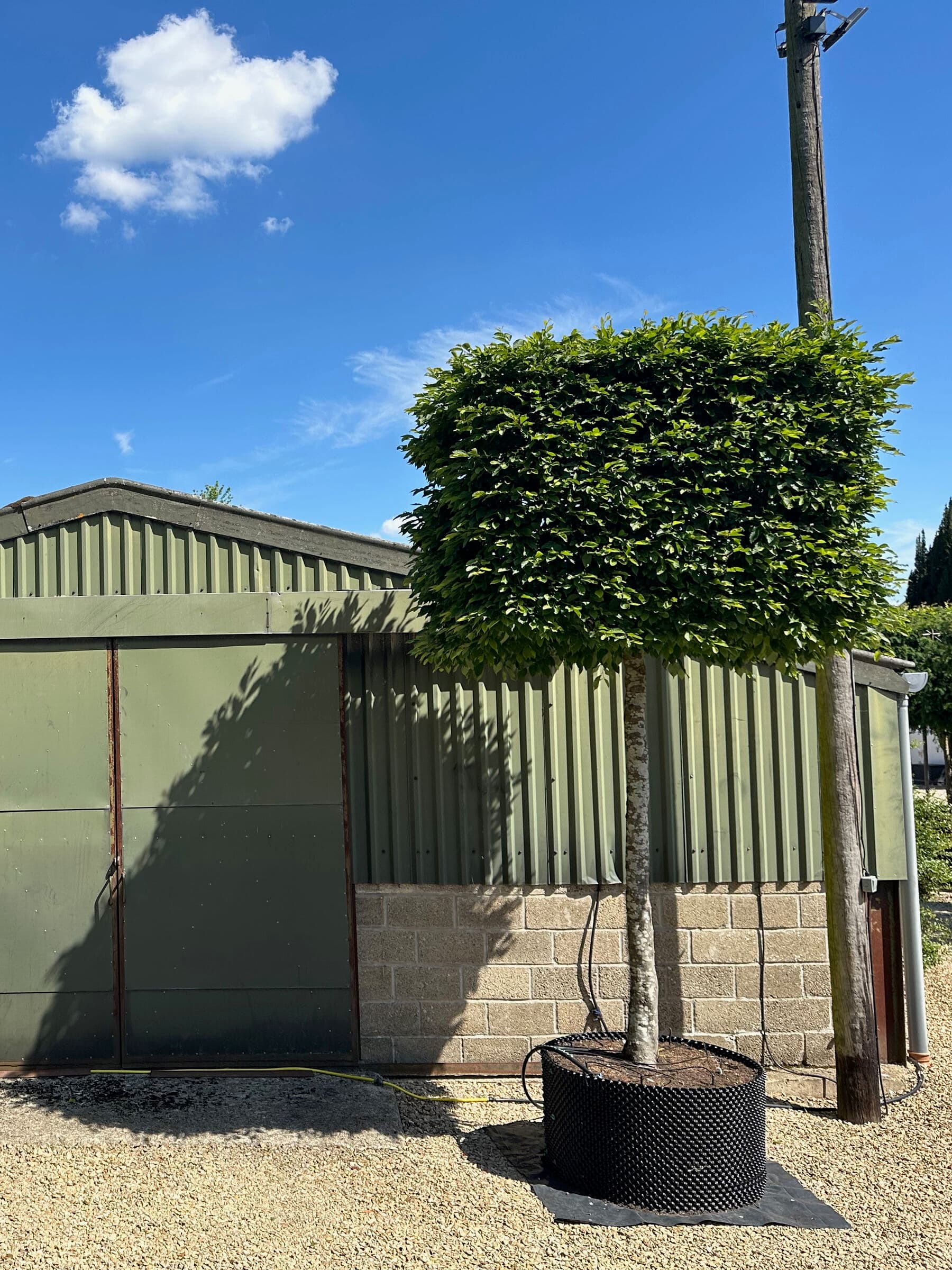Box head hornbeam tree beside a nursery building