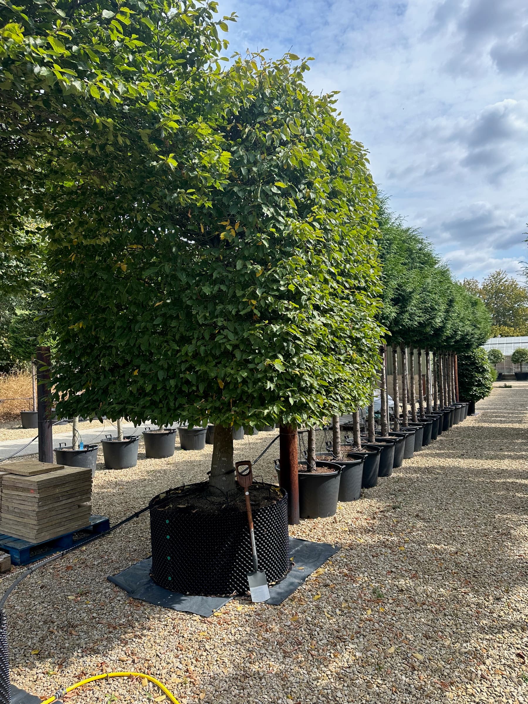 Row of box head trees with a specimen in the foreground