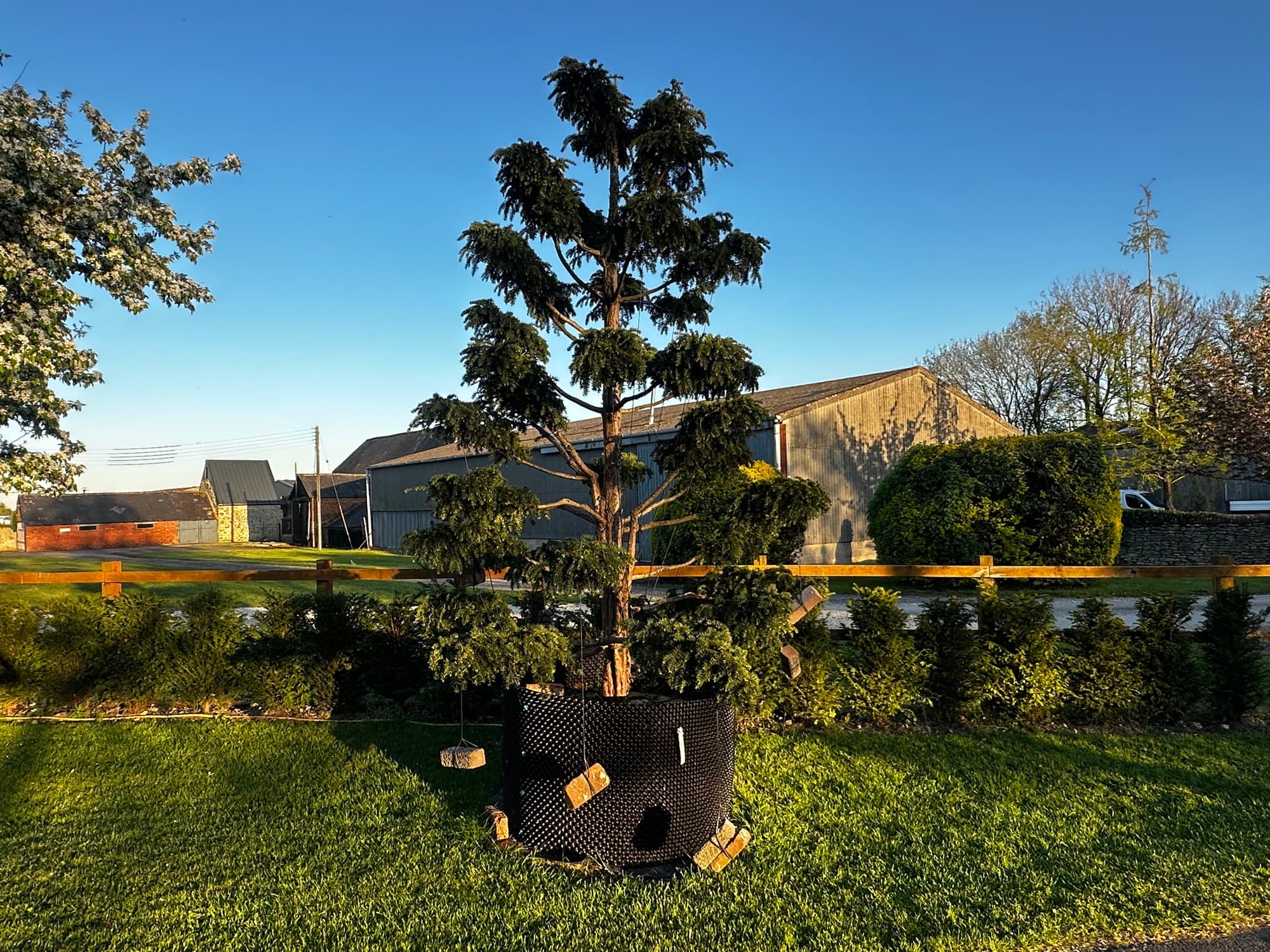 Cloud tree at Hedgeworx nursery