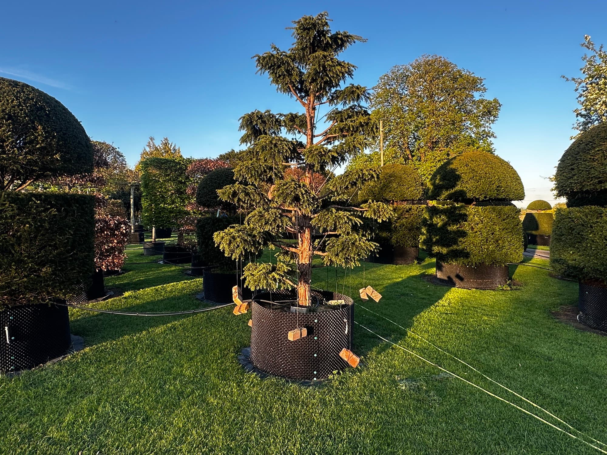Cloud tree at Hedgeworx nursery