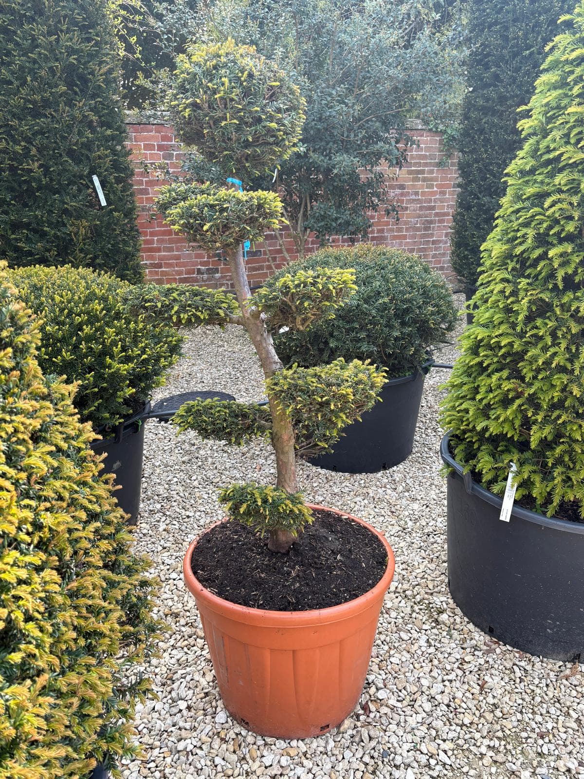 Cloud-pruned tree at Hedgeworx nursery