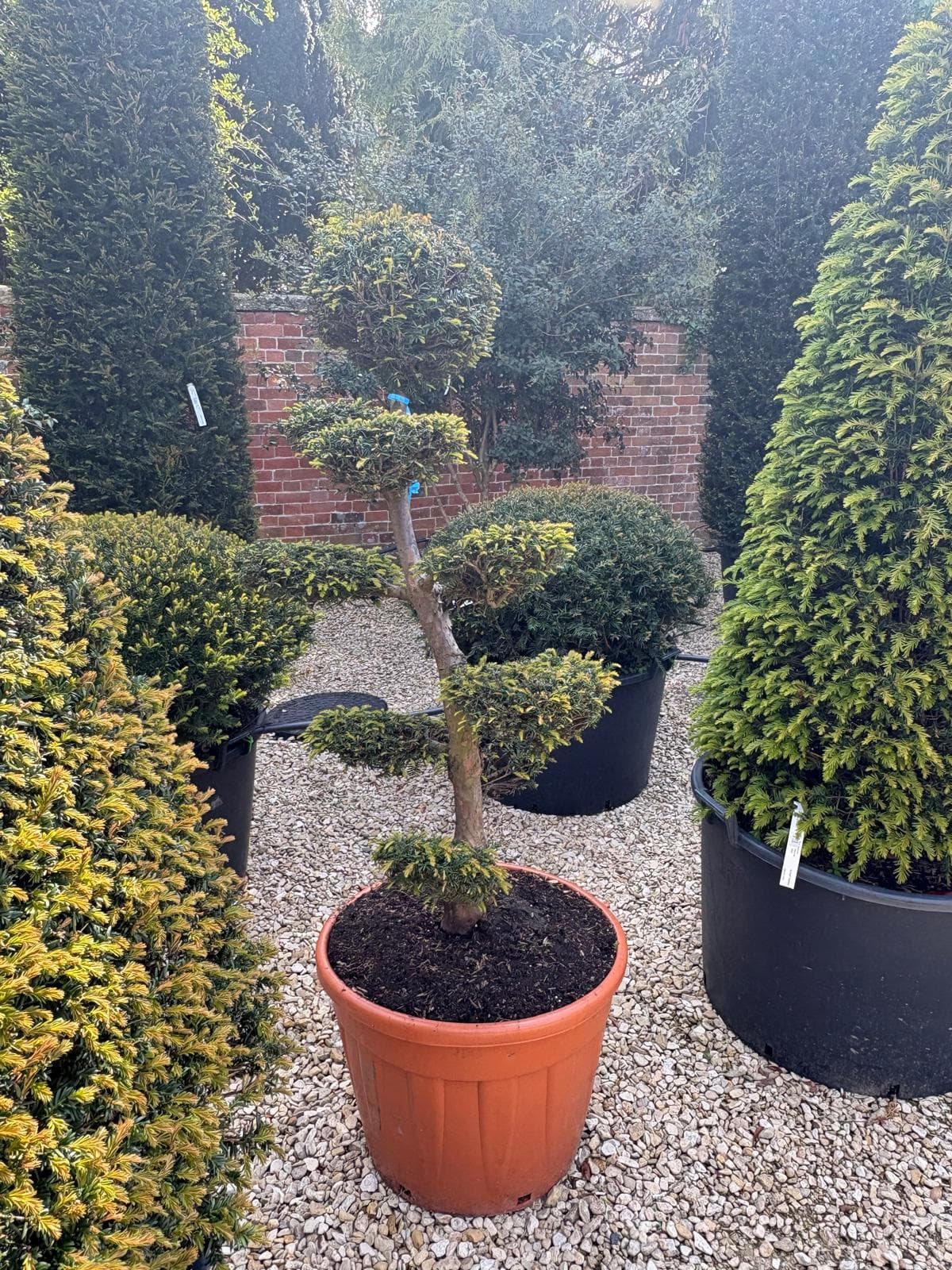 Cloud-pruned tree at Hedgeworx nursery